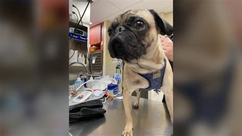 Pug rescued from 130-degree car at Denver Zoo